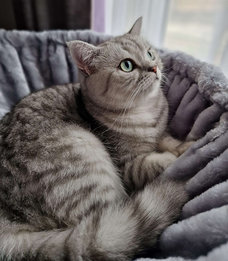 silver and white tabby cat laying down in a cat tree basket