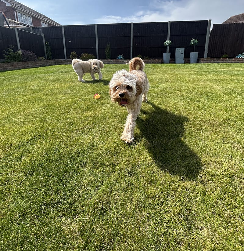 two dogs playing with a ball in a garden