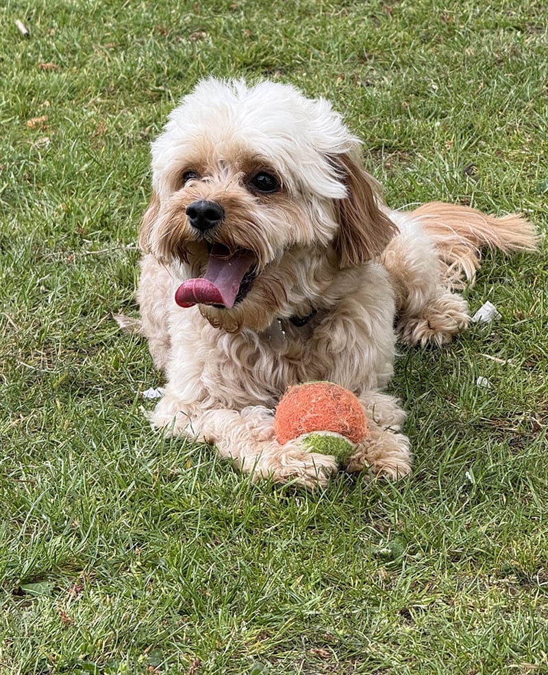 happy dog panting on the grass with a ball between their paws