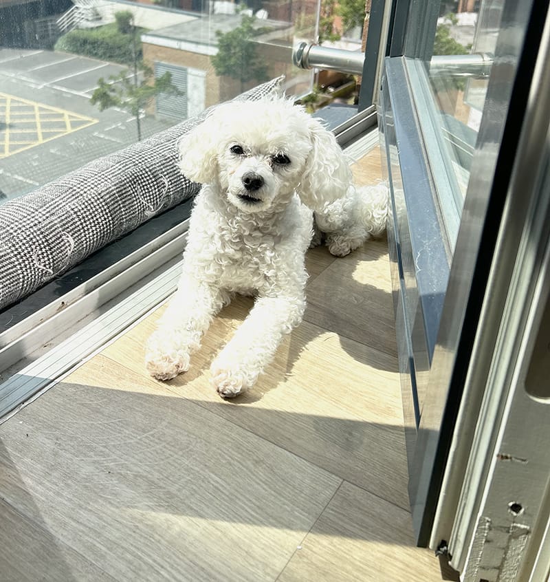 dog laying down by the window