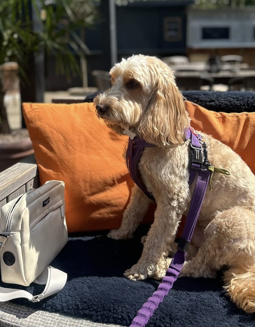 dog with a purple harness sitting on a garden bench